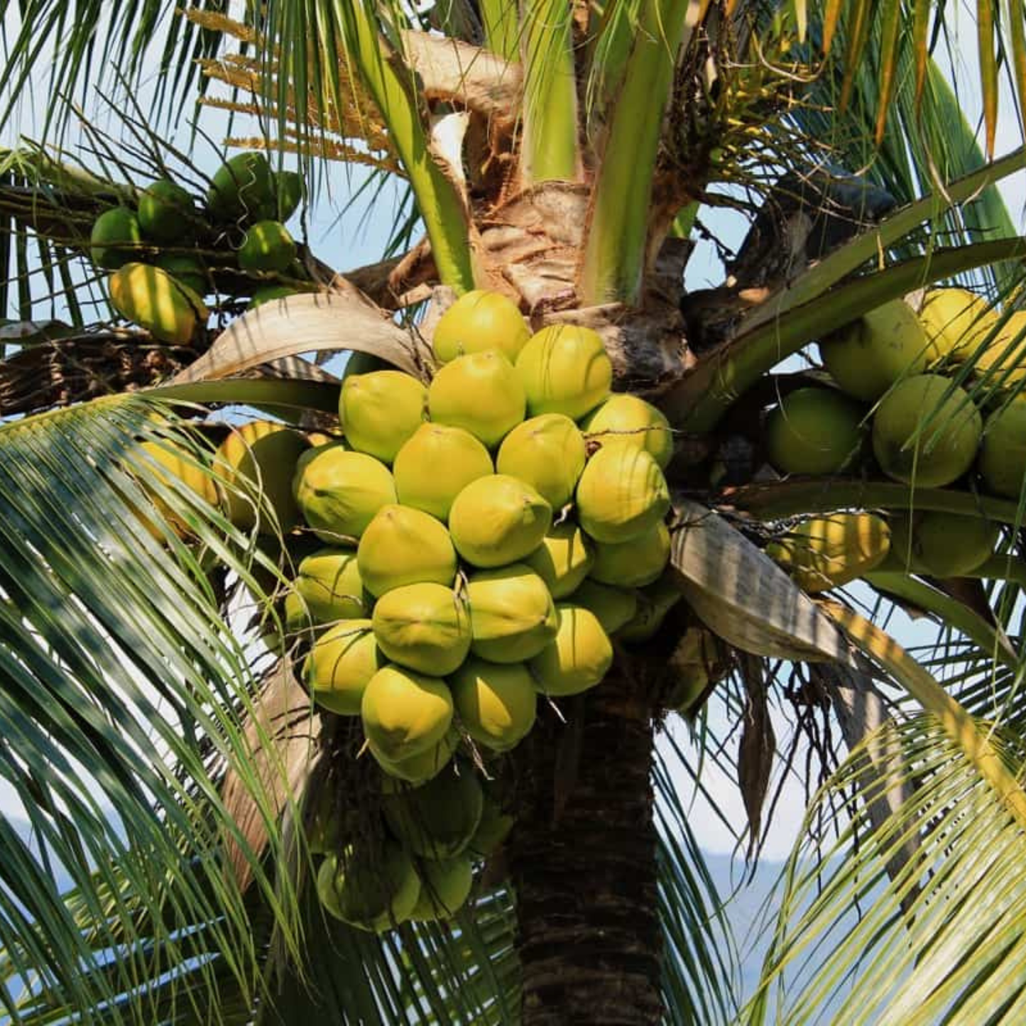 Philippines Coconut Tree Plant