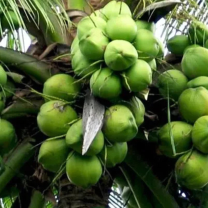Philippines Coconut Tree Plant