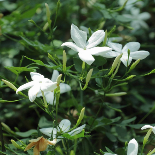 Pichi Poo / Jathi Malli – Fragrant Jasmine Live Plant