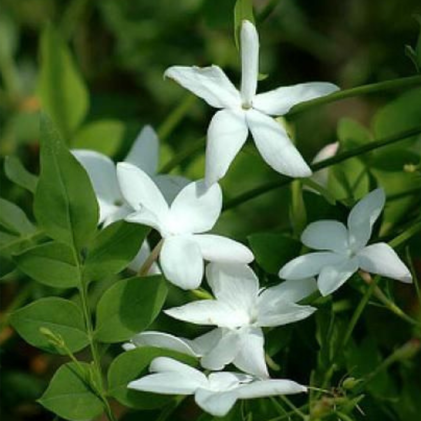 Pichi Poo / Jathi Malli – Fragrant Jasmine Live Plant
