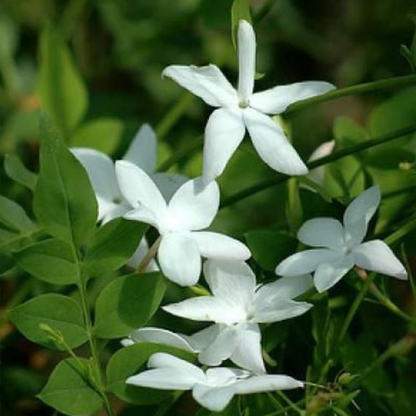 Pichi Poo / Jathi Malli – Fragrant Jasmine Live Plant