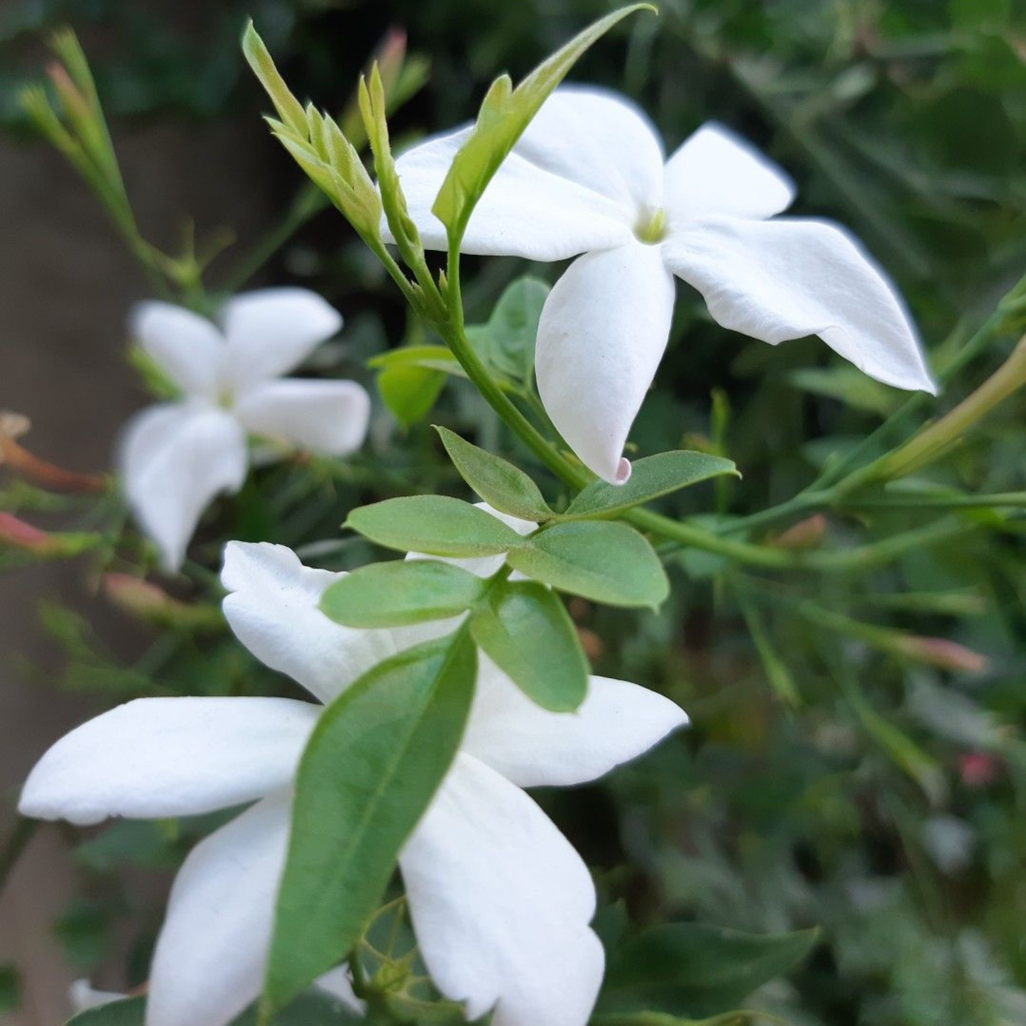 Pichi Poo / Jathi Malli – Fragrant Jasmine Live Plant