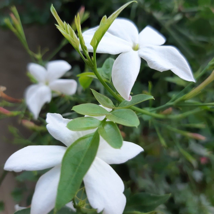 Pichi Poo / Jathi Malli – Fragrant Jasmine Live Plant