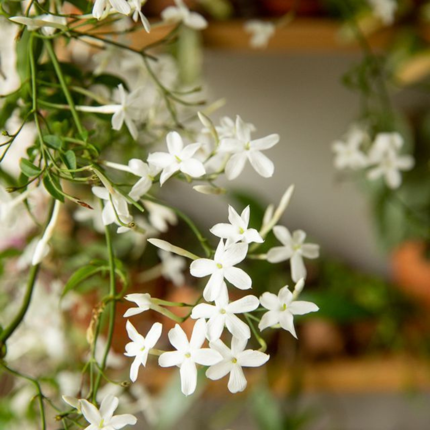 Pichi Poo / Jathi Malli – Fragrant Jasmine Live Plant