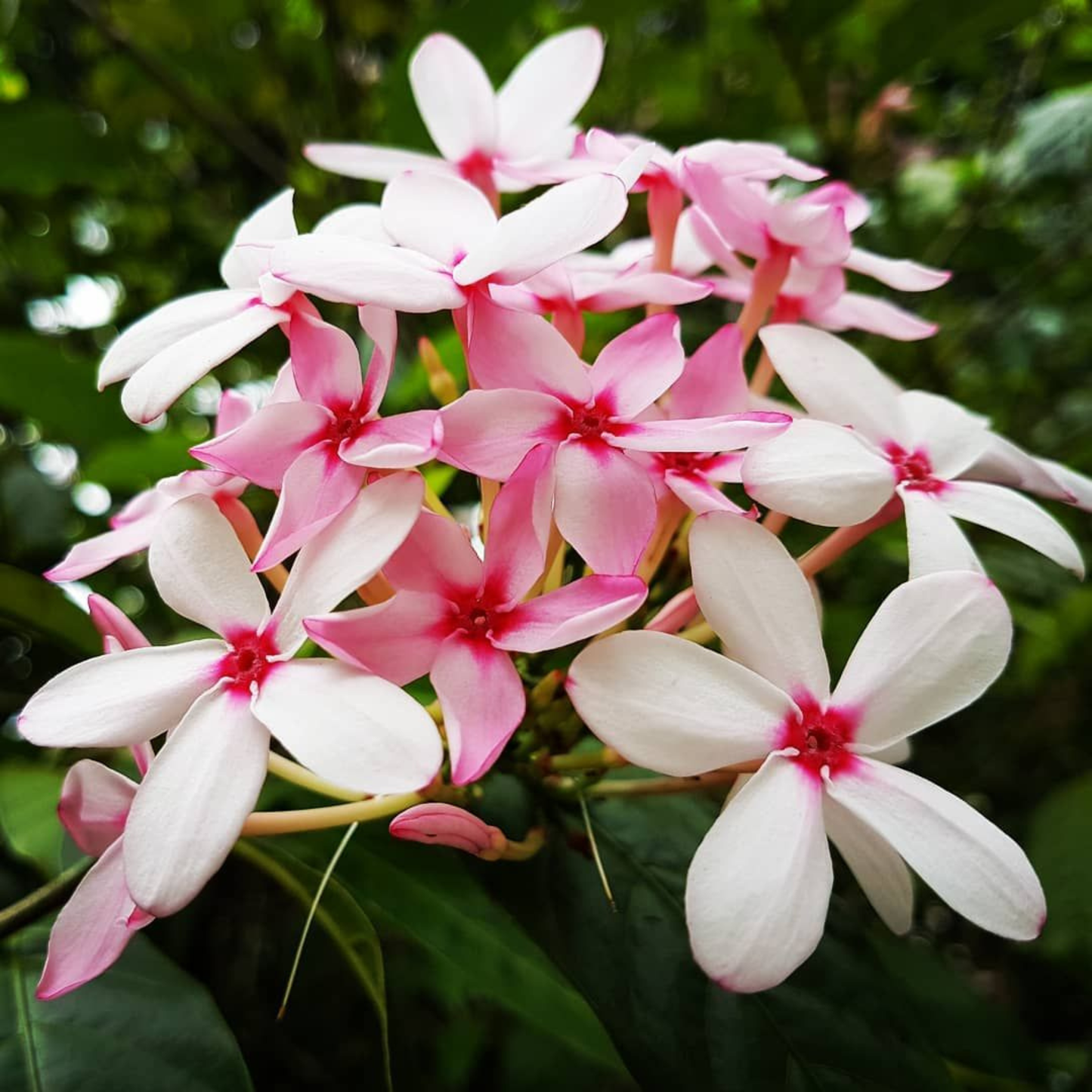Pink Gardenia / Kopsia Fruticosa Rare All Time Flowering Live Plant