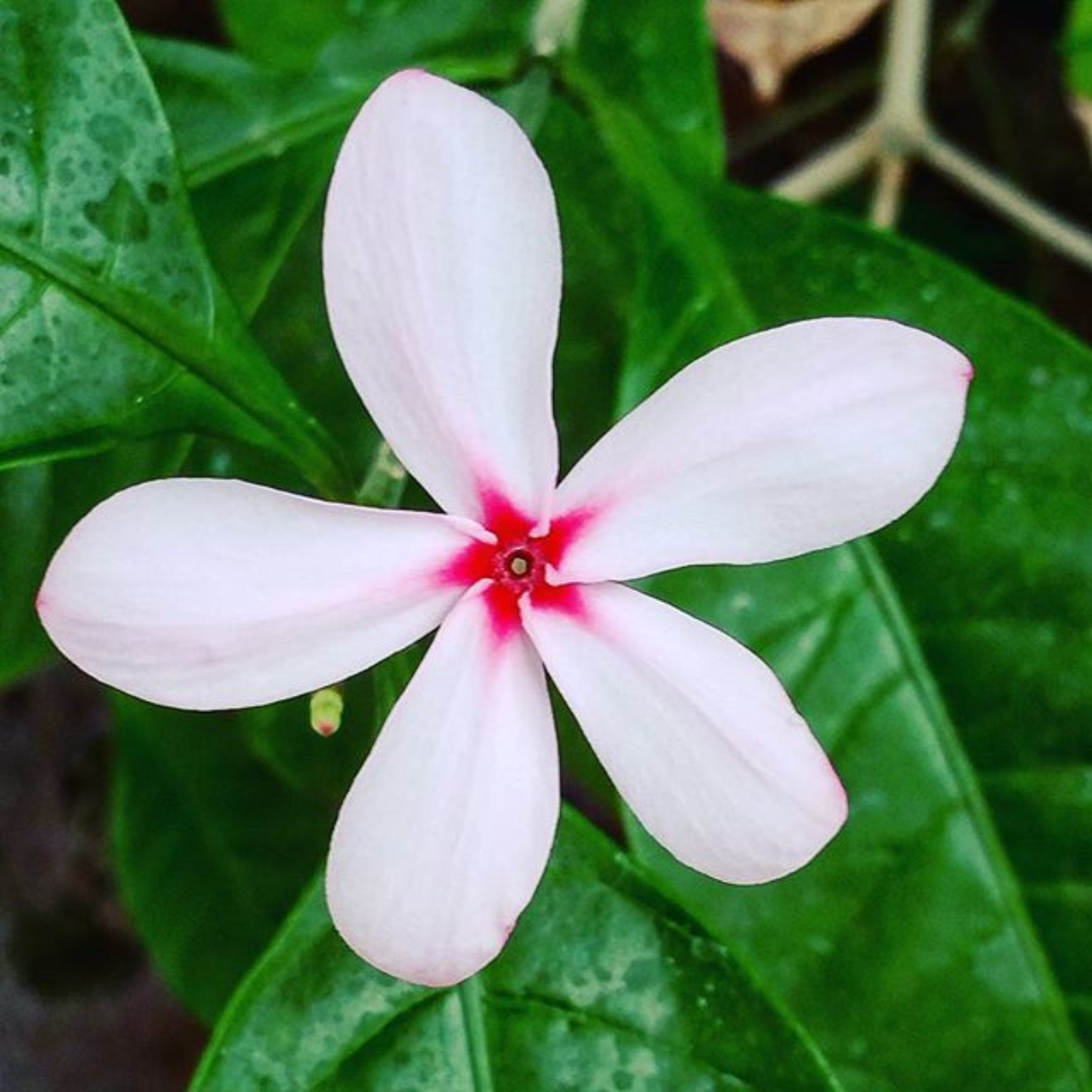 Pink Gardenia / Kopsia Fruticosa Rare All Time Flowering Live Plant
