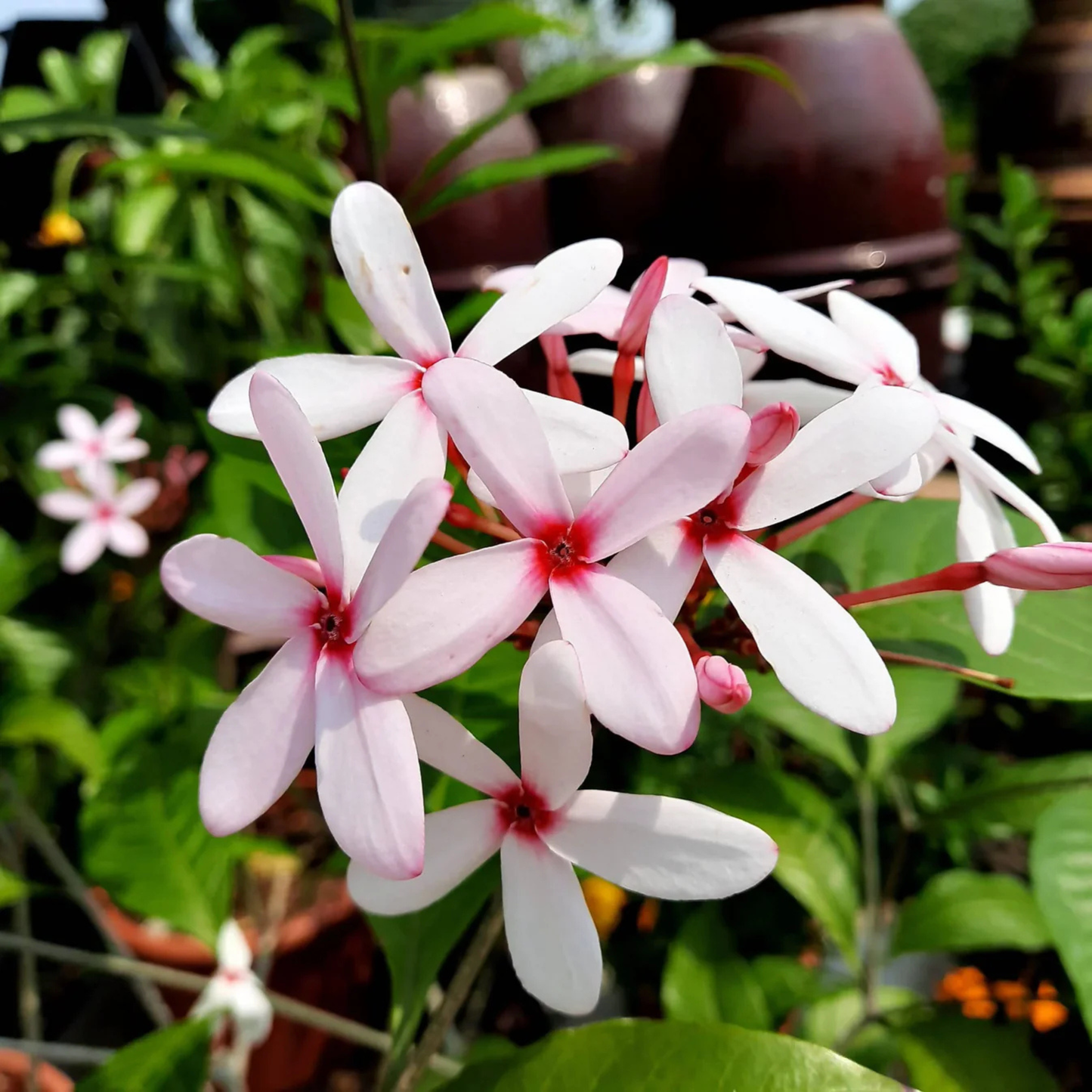 Pink Gardenia / Kopsia Fruticosa Rare All Time Flowering Live Plant