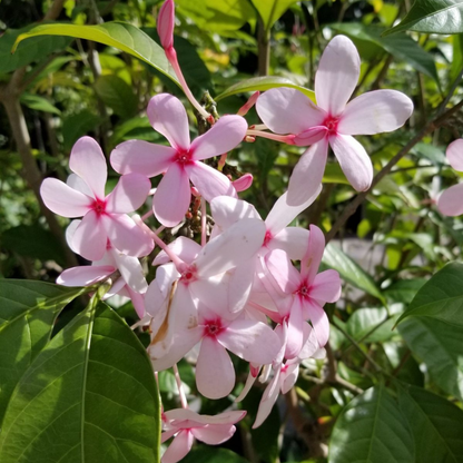 Pink Gardenia / Kopsia Fruticosa Rare All Time Flowering Live Plant