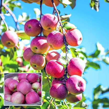 Pink Lady Apple Grafted Live Plant