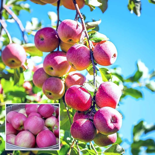 Pink Lady Apple Grafted Live Plant
