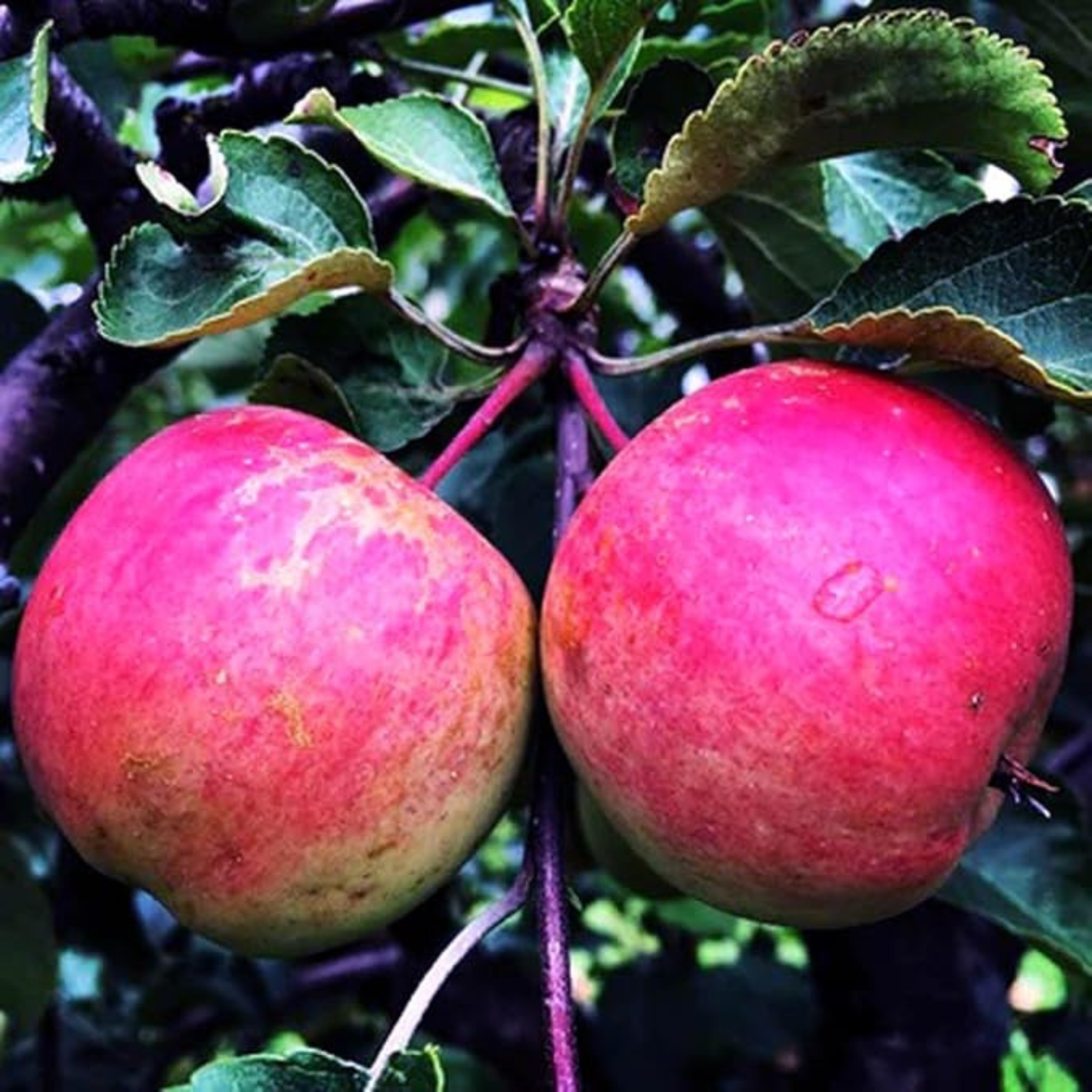 Pink Lady Apple Grafted Live Plant