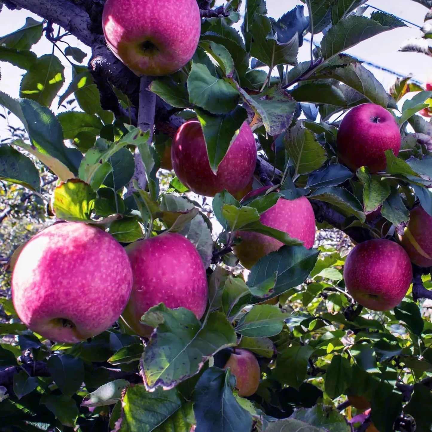 Pink Lady Apple Grafted Live Plant