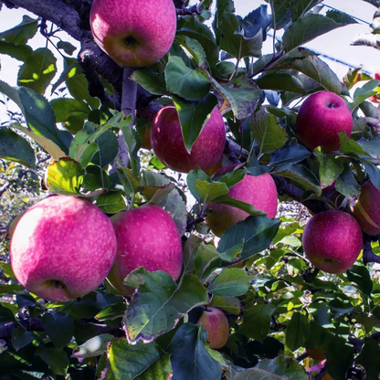 Pink Lady Apple Grafted Live Plant
