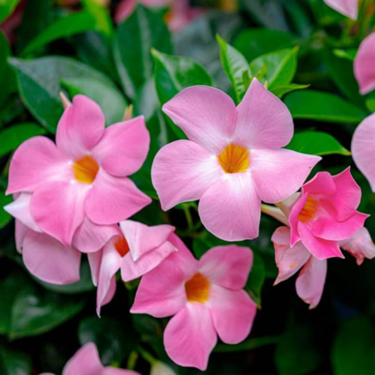 Pink Mandevilla Flowering Live Plant