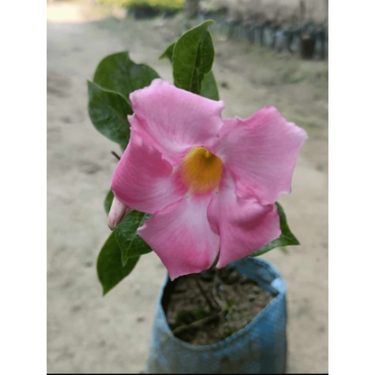Pink Mandevilla Flowering Live Plant