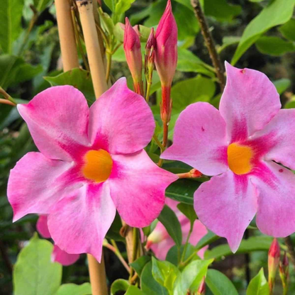 Pink Mandevilla Flowering Live Plant