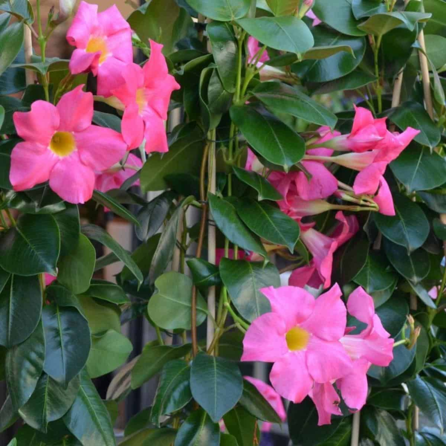 Pink Mandevilla Flowering Live Plant