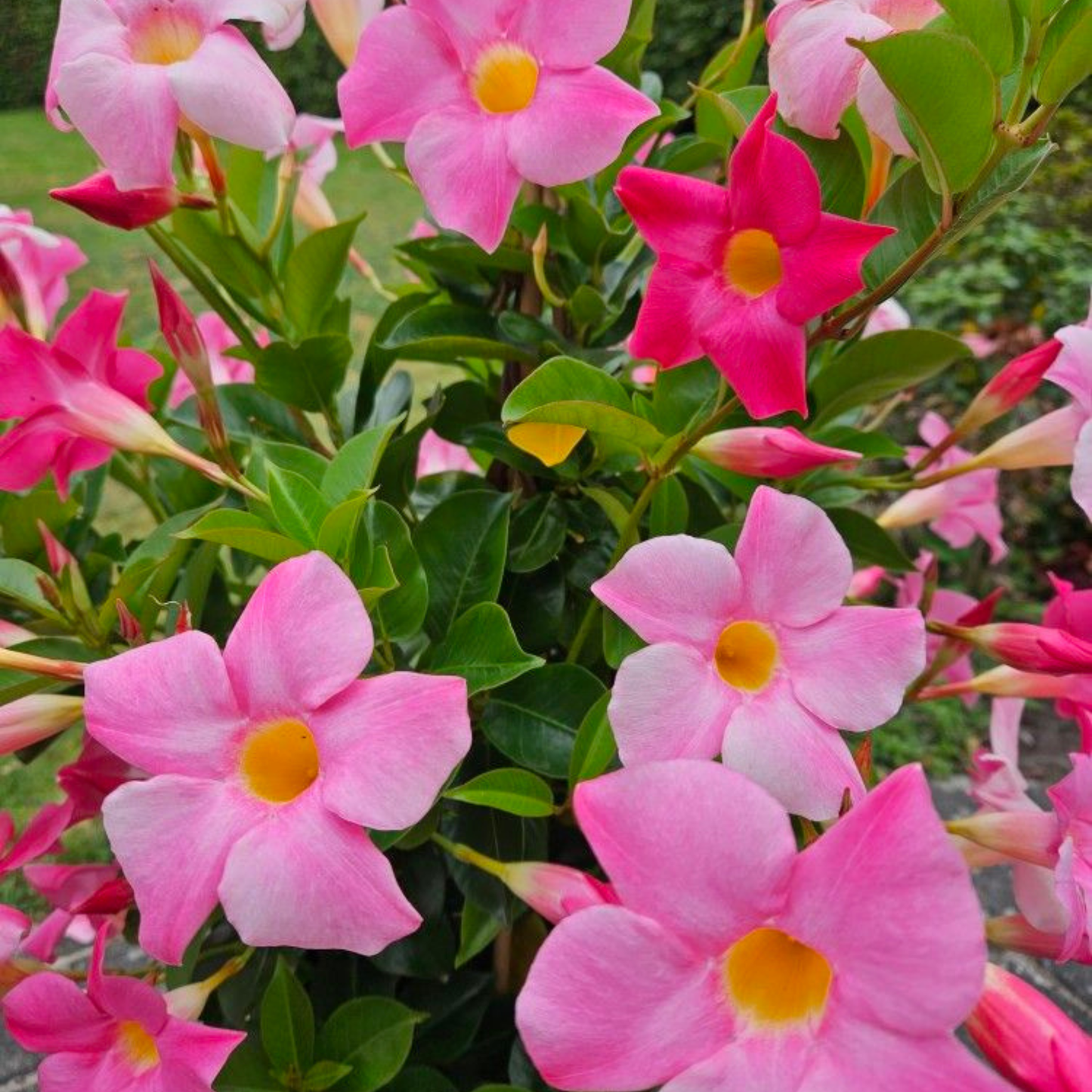Pink Mandevilla Flowering Live Plant