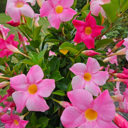 Pink Mandevilla Flowering Live Plant
