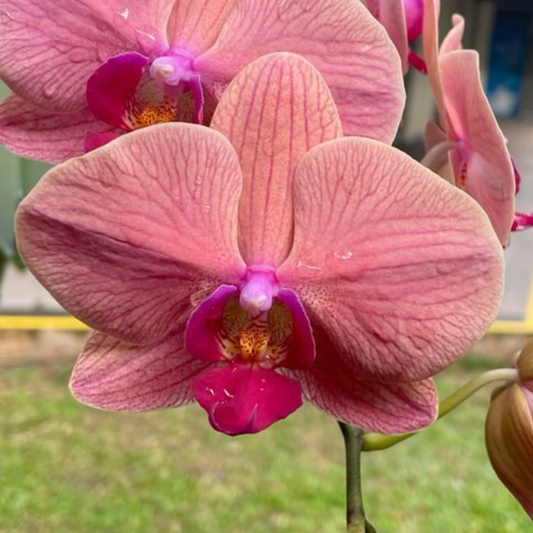 Pink Phalaenopsis Orchid – Elegant Moth Orchid