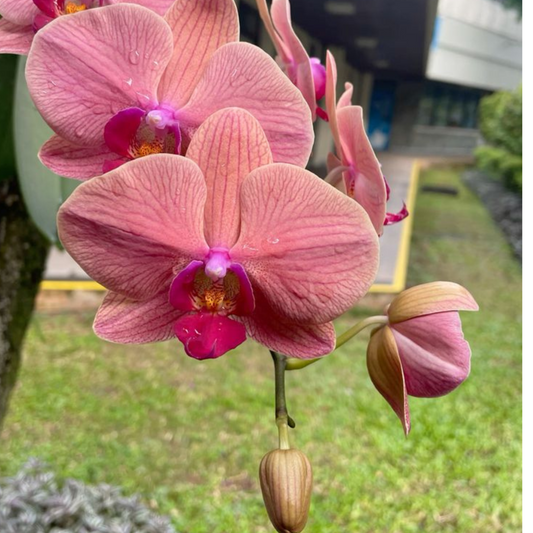 Pink Phalaenopsis Orchid – Elegant Moth Orchid
