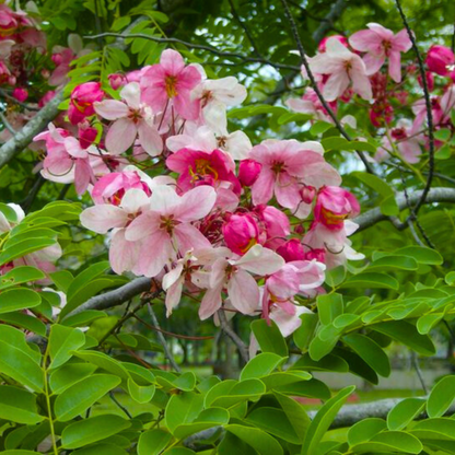 Pink Shower / Apple Blossom (Cassia javanica) Rare Flowering Live Plant