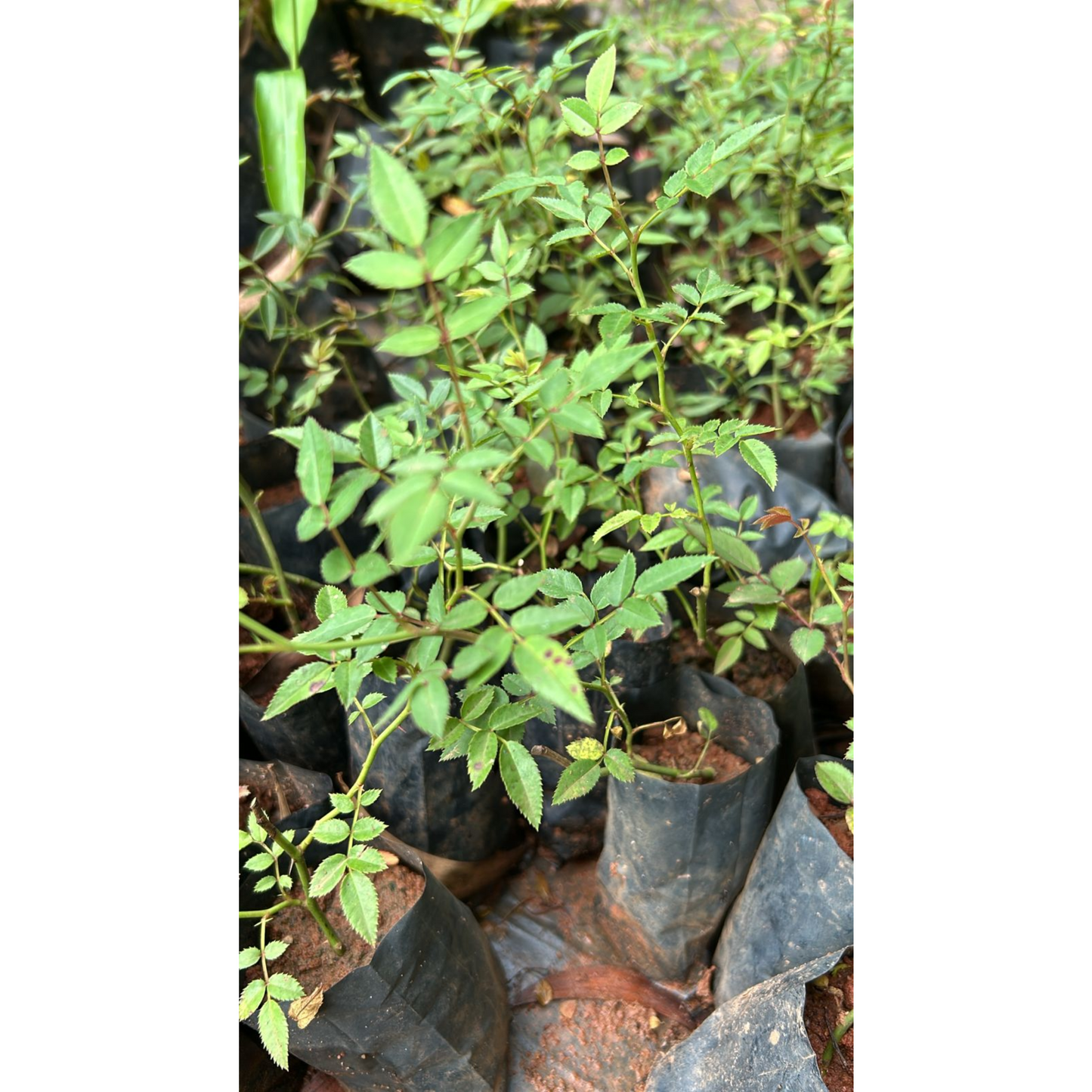 Red, White & Pink Creeper/ Climbing Rose Combo Live Plant