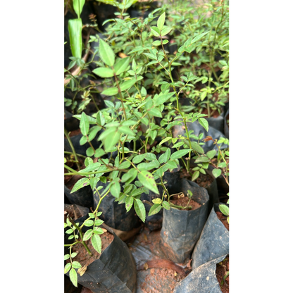 Red, White & Pink Creeper/ Climbing Rose Combo Live Plant