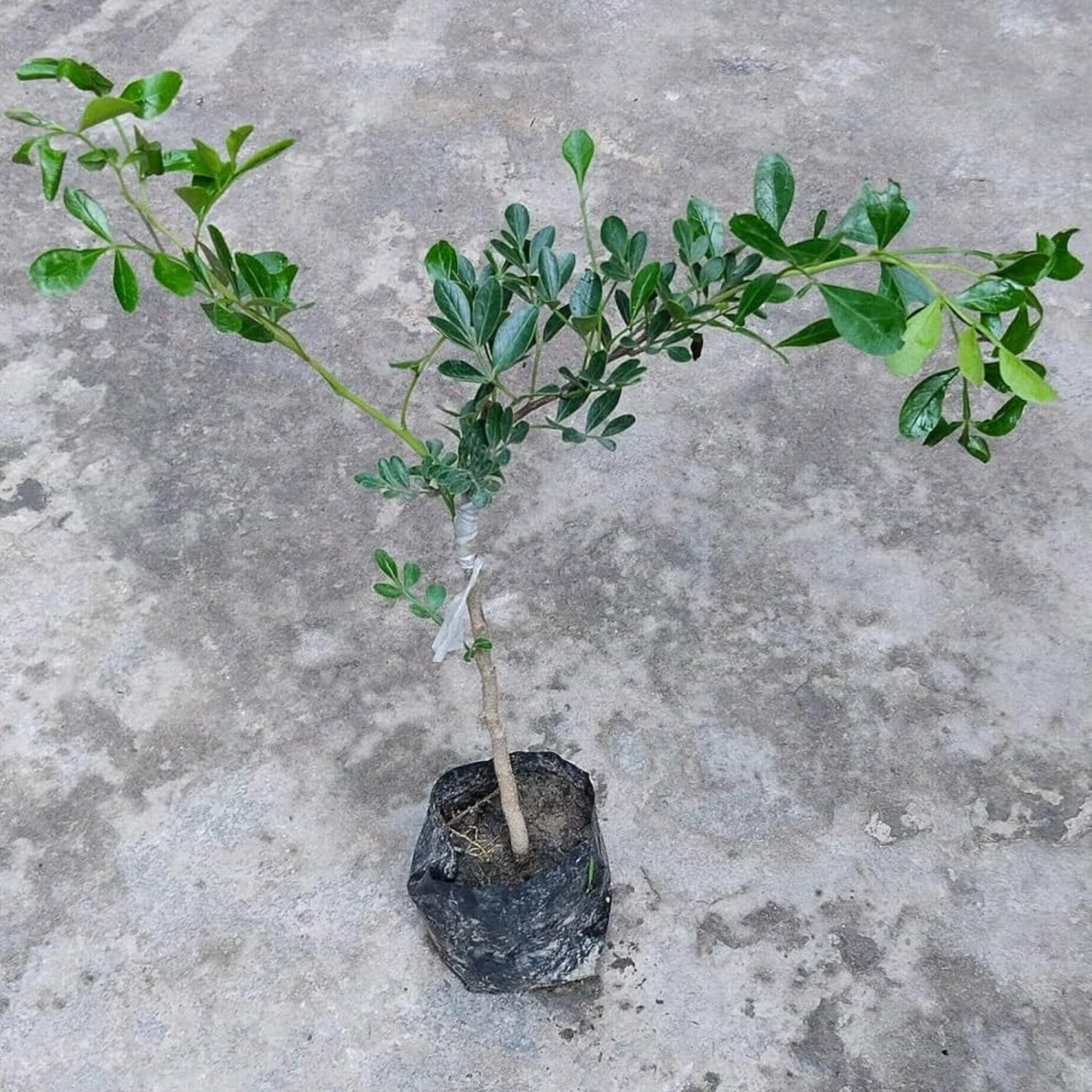 Pistachio (Pista) Nut Plant