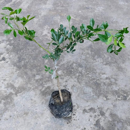 Pistachio (Pista) Nut Plant