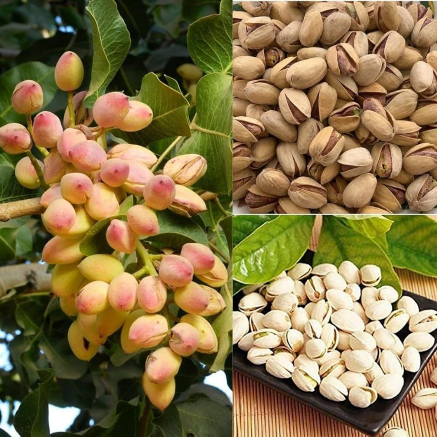 Pistachio (Pista) Nut Plant