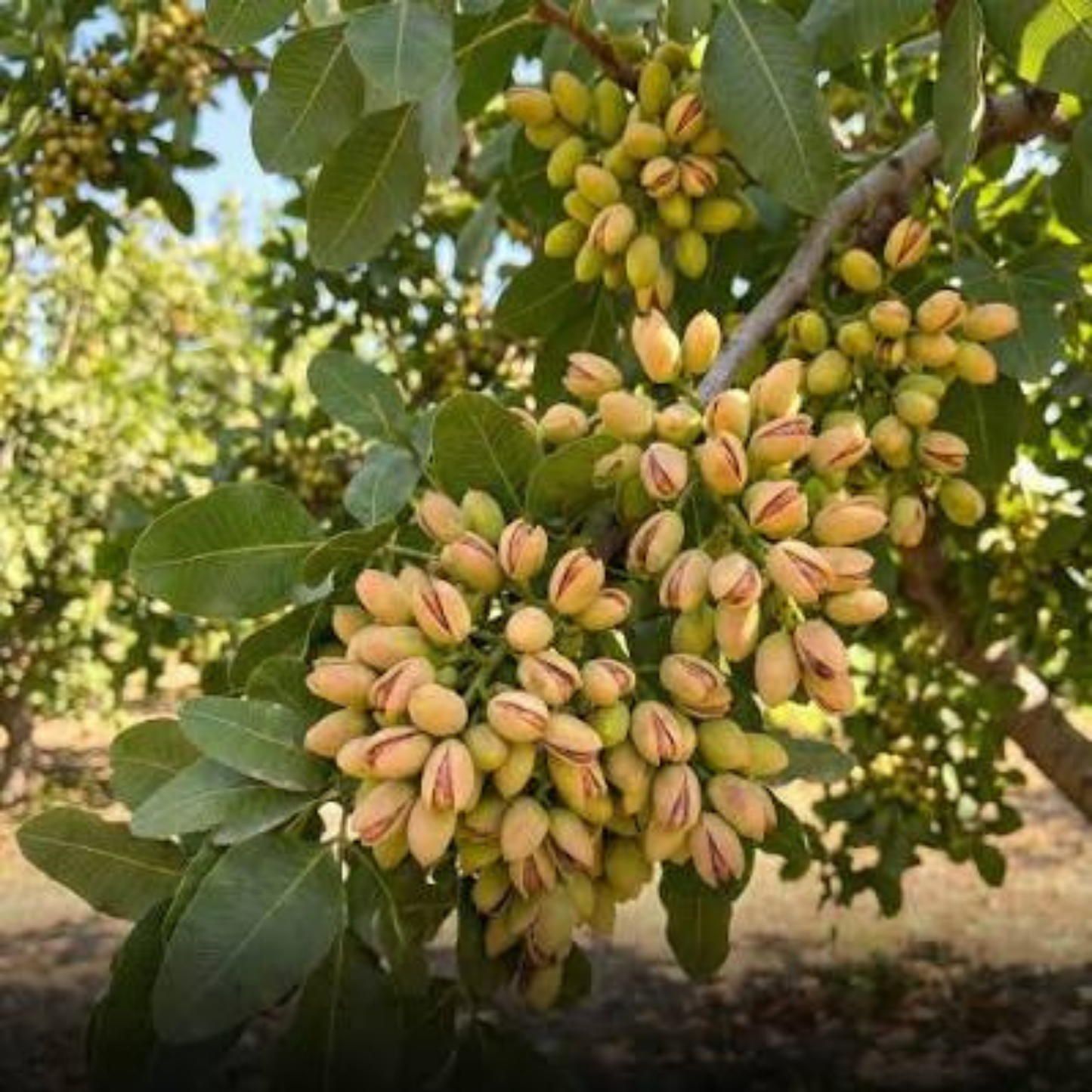 Pistachio (Pista) Nut Plant