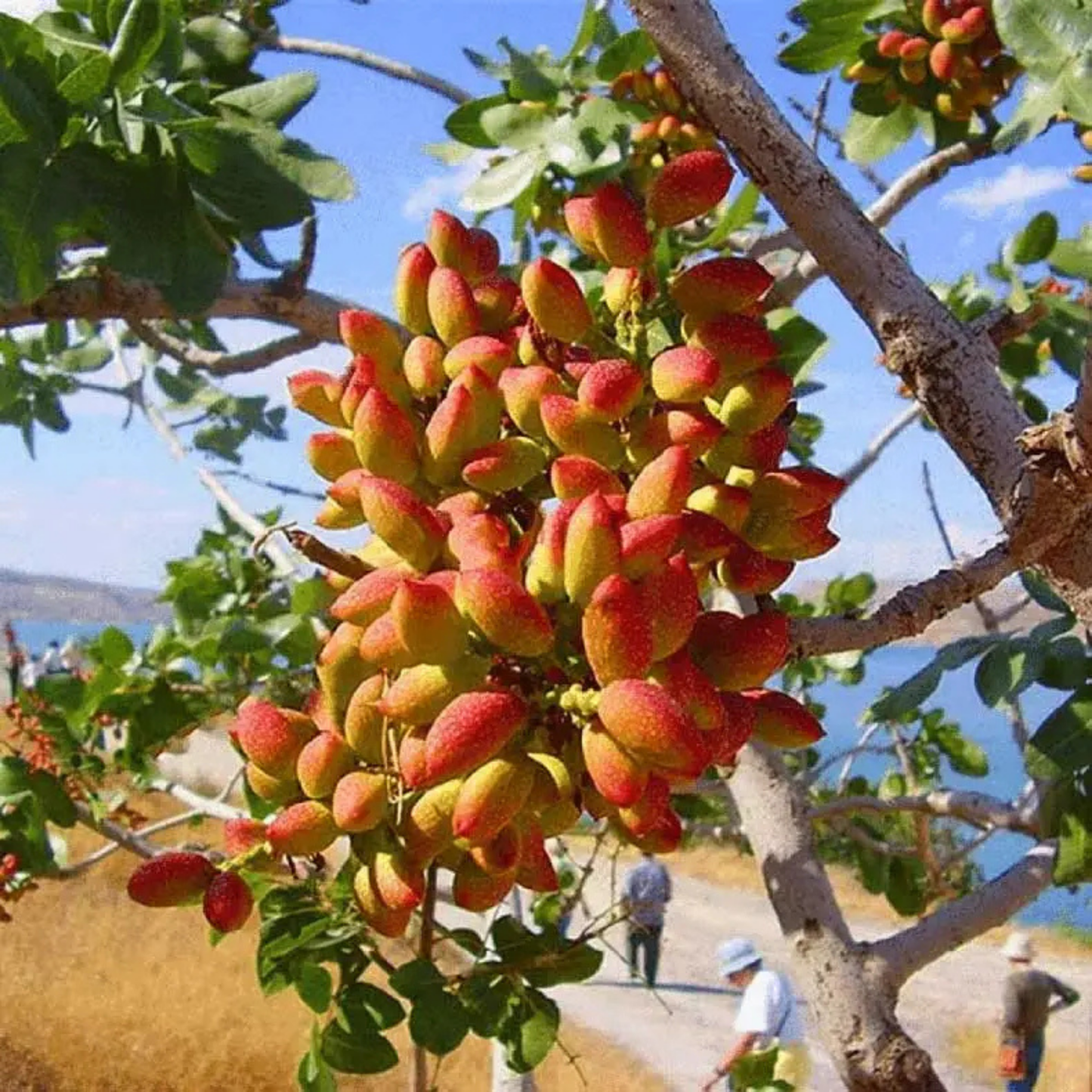 Pistachio (Pista) Nut Plant