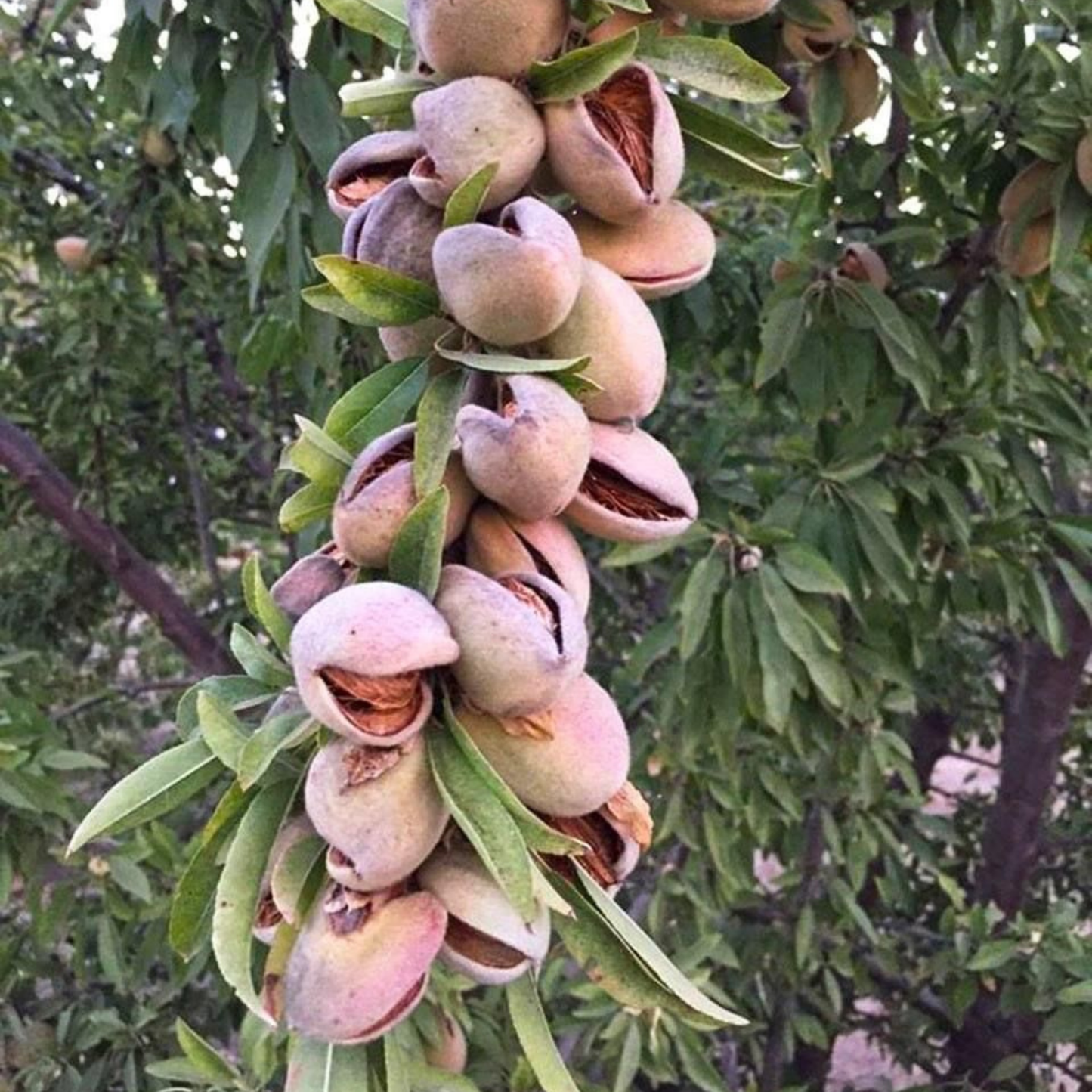 Pistachio (Pista) Nut Plant