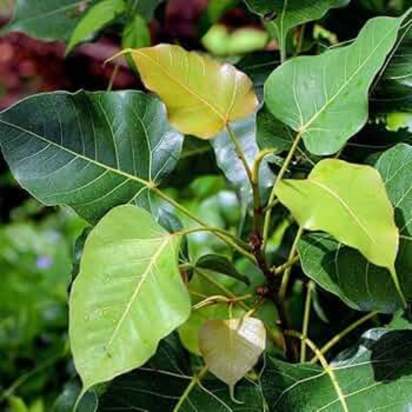 Poosam (Pushya) Nakshatra Tree – Arasa Maram (Peepal Tree / Ficus religiosa) Live Plant