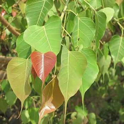 Poosam (Pushya) Nakshatra Tree – Arasa Maram (Peepal Tree / Ficus religiosa) Live Plant