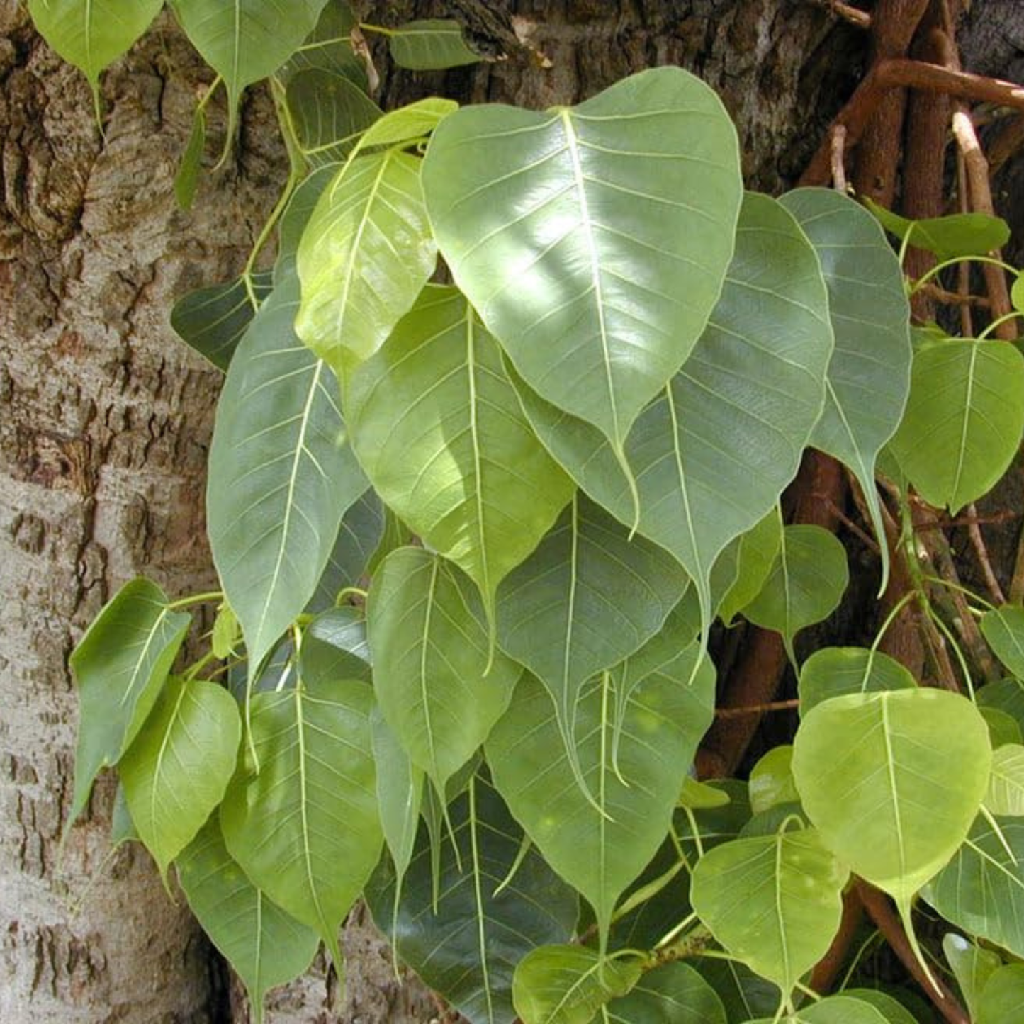 Poosam (Pushya) Nakshatra Tree – Arasa Maram (Peepal Tree / Ficus religiosa) Live Plant