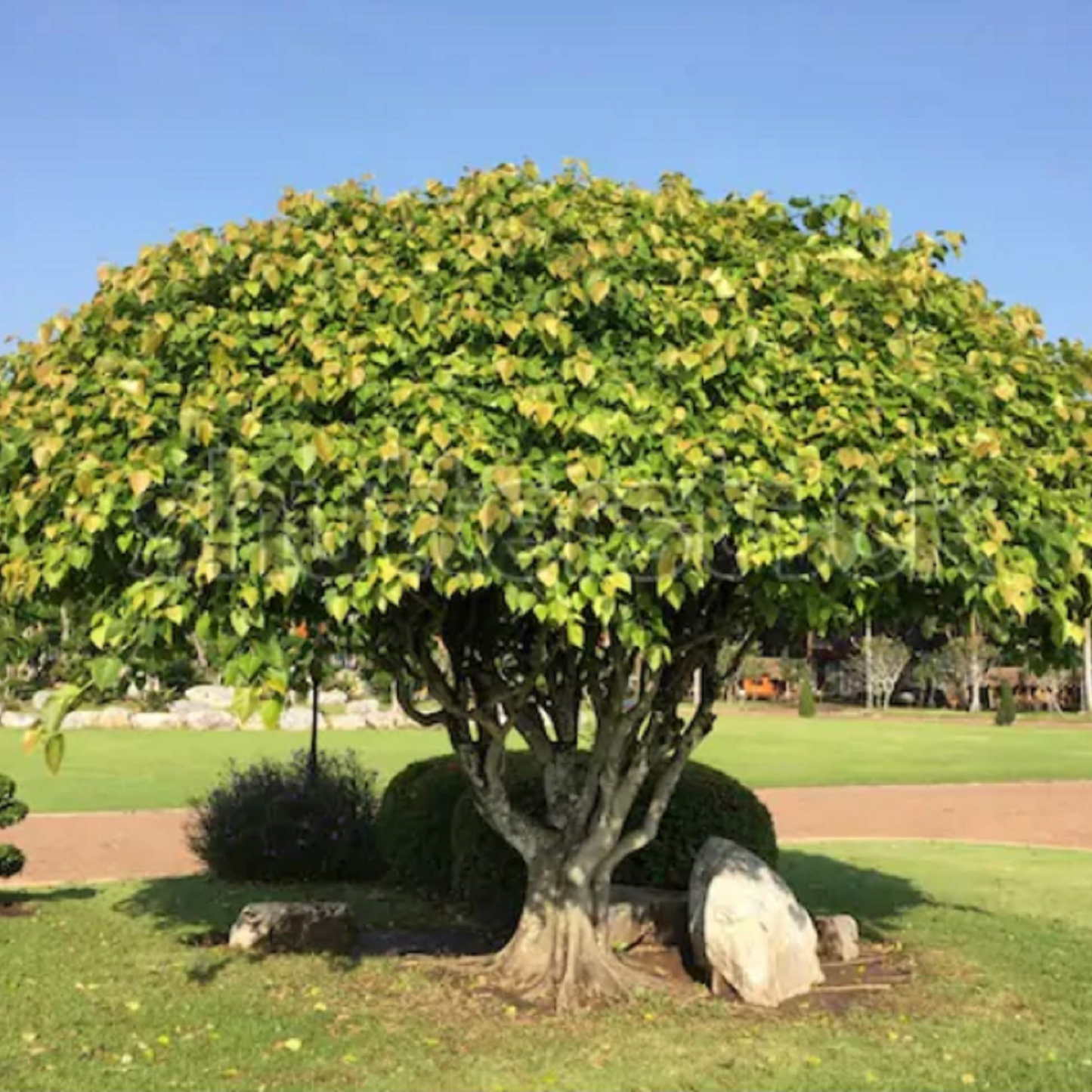 Poosam (Pushya) Nakshatra Tree – Arasa Maram (Peepal Tree / Ficus religiosa) Live Plant