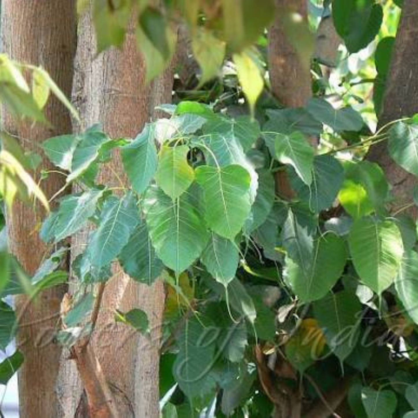 Poosam (Pushya) Nakshatra Tree – Arasa Maram (Peepal Tree / Ficus religiosa) Live Plant