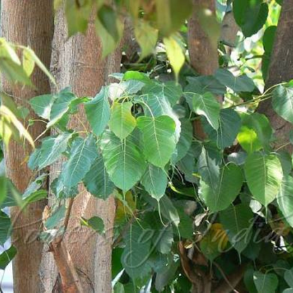 Poosam (Pushya) Nakshatra Tree – Arasa Maram (Peepal Tree / Ficus religiosa) Live Plant