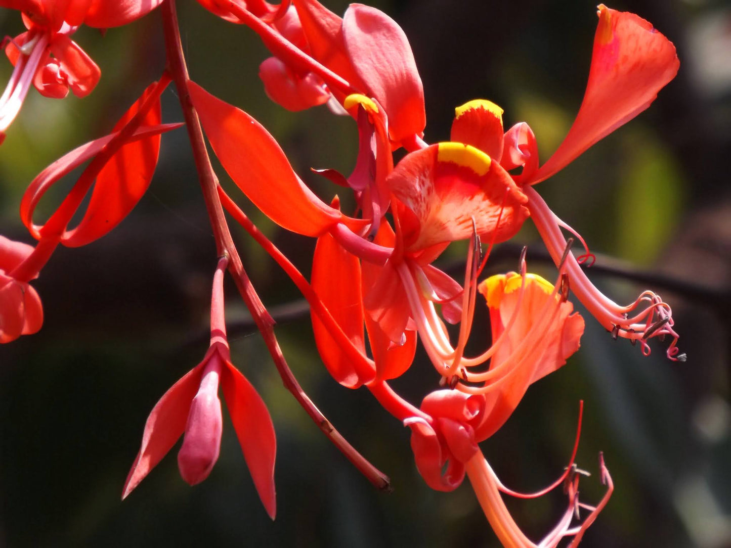 Pride of Burma (Amherstia Nobilis) Simsapa Layered Live Plant