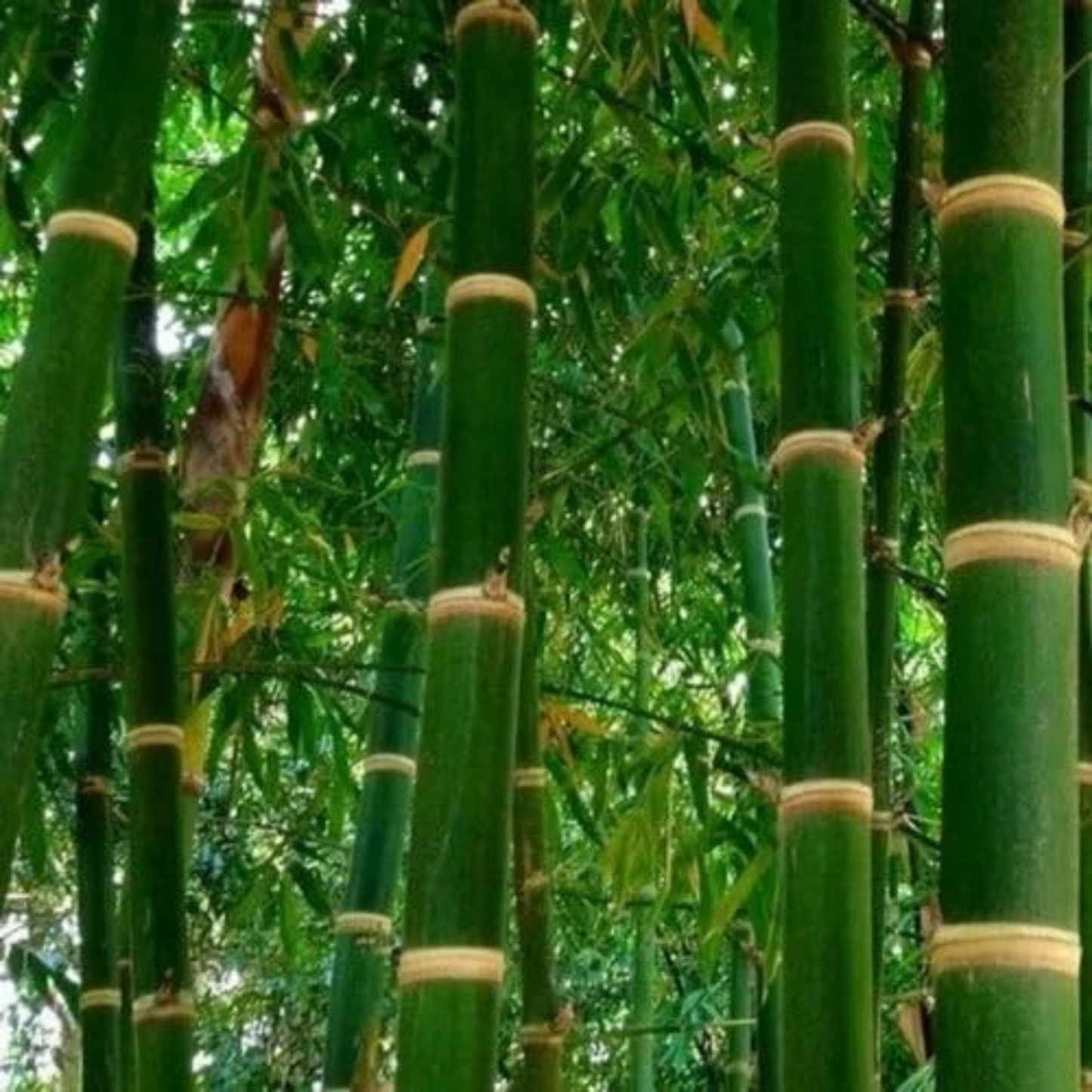 Punarpoosam (Punarvasu) Nakshatra Tree – Moongil (Bamboo) Live Plant