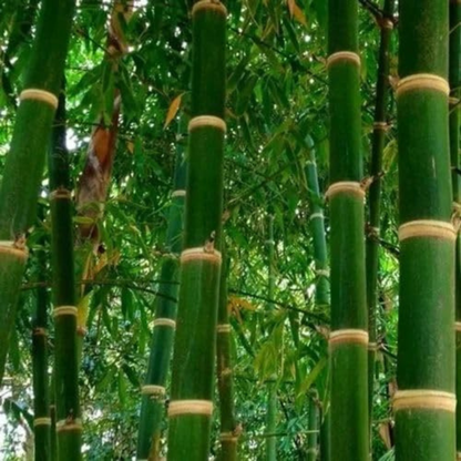 Punarpoosam (Punarvasu) Nakshatra Tree – Moongil (Bamboo) Live Plant