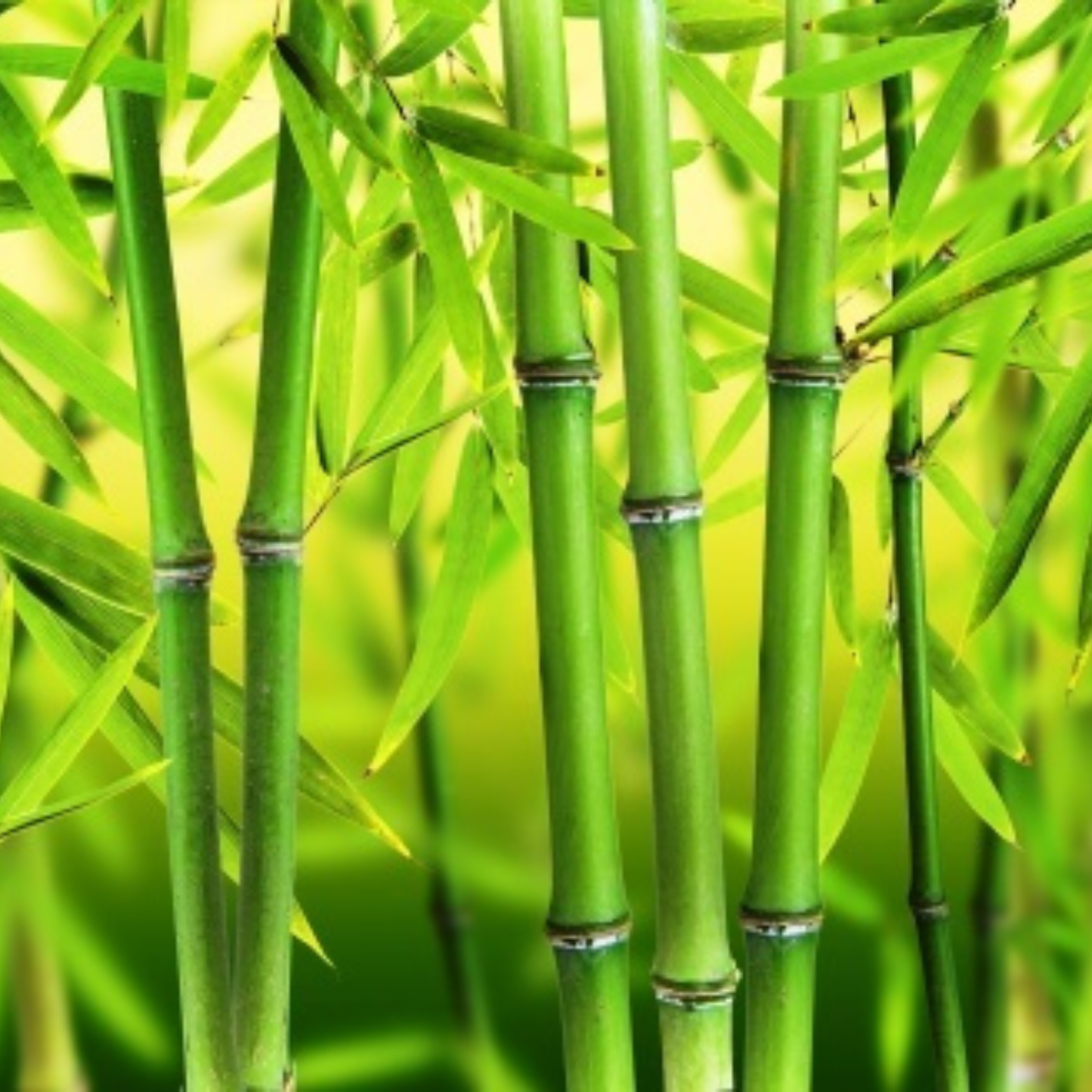 Punarpoosam (Punarvasu) Nakshatra Tree – Moongil (Bamboo) Live Plant