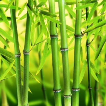 Punarpoosam (Punarvasu) Nakshatra Tree – Moongil (Bamboo) Live Plant