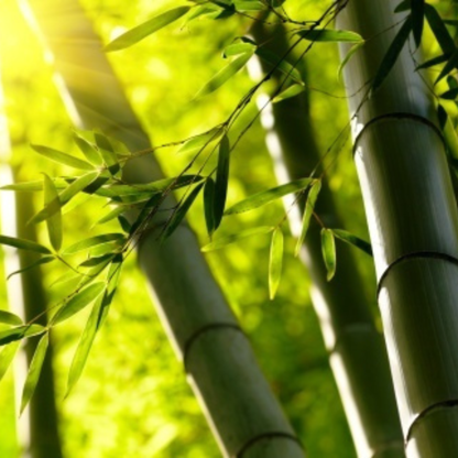 Punarpoosam (Punarvasu) Nakshatra Tree – Moongil (Bamboo) Live Plant