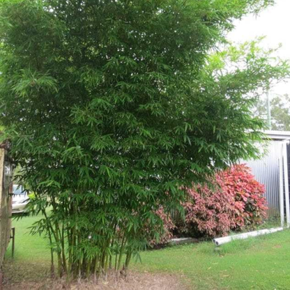 Punarpoosam (Punarvasu) Nakshatra Tree – Moongil (Bamboo) Live Plant