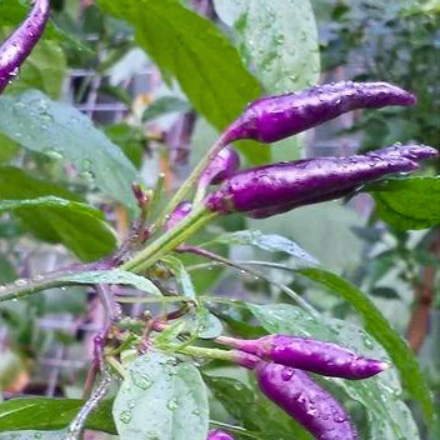 Purple Chilli (Capsicum annuum) Live Plant