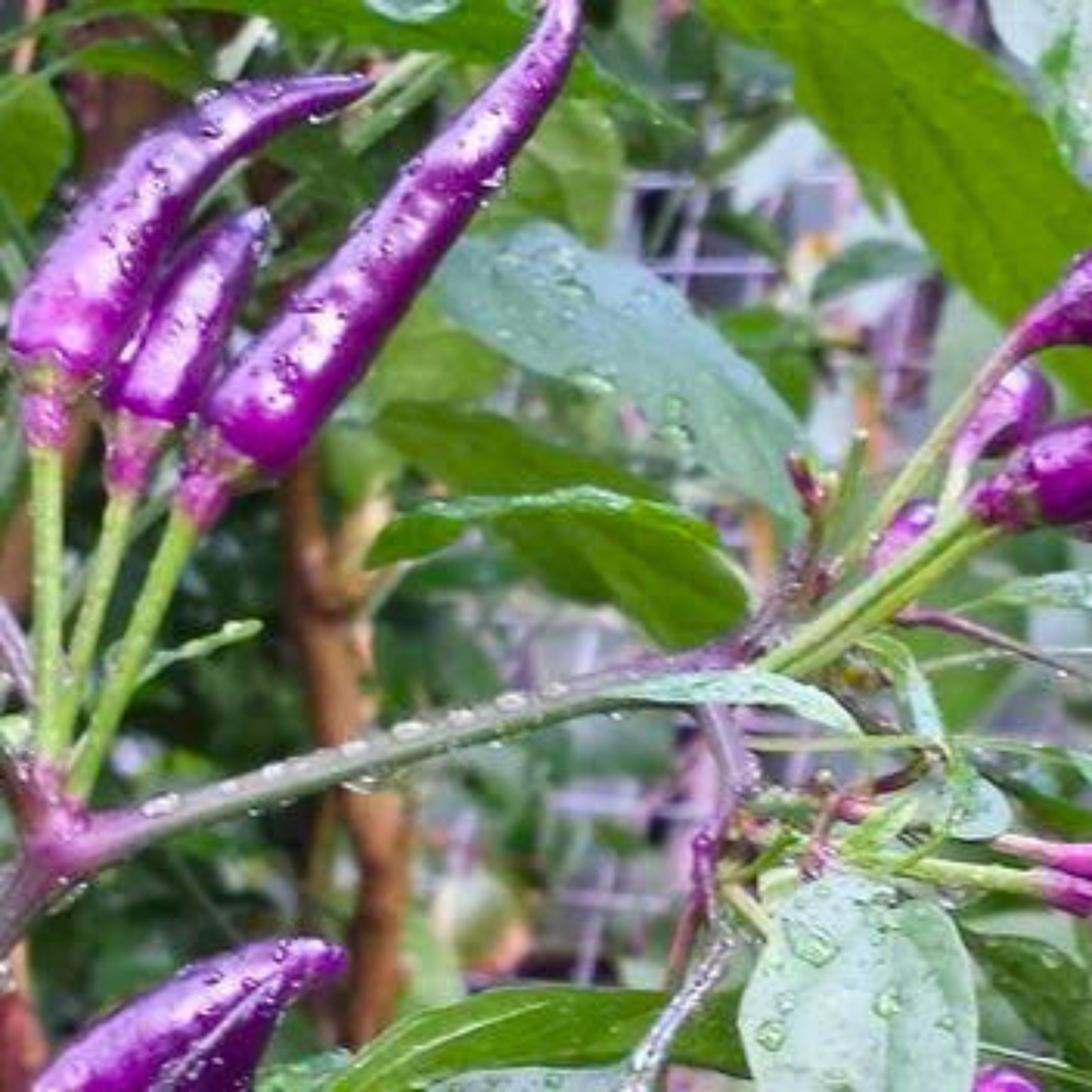 Purple Chilli (Capsicum annuum) Live Plant