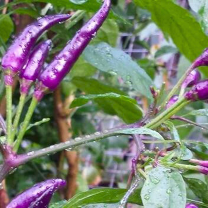 Purple Chilli (Capsicum annuum) Live Plant